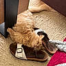 cat, orange_cat, sleeping, sandal, footwear, carpet, furniture, indoor, pet, fluffy, relaxed, cozy, paw, head, tongue_out, resting, domestic_animal, cute, animal, fur