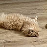 cat, fluffy, orange_cat, pet, indoor, wooden_floor, lying_down, curious, fur, animal, cute, domestic_cat, relaxed, whiskers, ears, flooring, mammal, feline, portrait, cozy