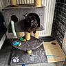 Nanao participe au concours pour gagner de l'argent avec cette photo : cat, black_cat, cat_tree, cat_toys, scratching_mat, indoor, pet, feline, curious, cozy, furniture, floor, brick_wall, playful, home, animal, domestic, resting, toy, paw_print