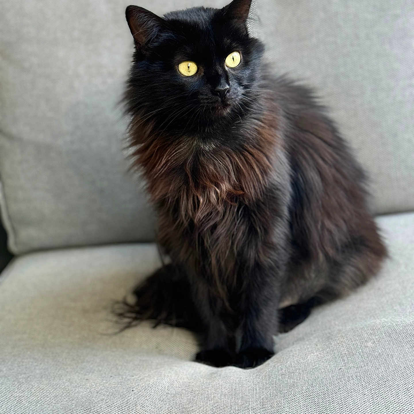 Nanao participe au concours pour gagner de l'argent avec cette photo : cat, black_cat, feline, pet, animal, fluffy, yellow_eyes, sitting, couch, indoor, furniture, soft_light, alert, portrait, domestic_animal, whiskers, fur, cute, companion, relaxed