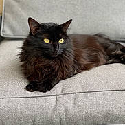 Nanao a rejoint le concours — aidez-le/la à gagner de superbes lots ! animal, black_cat, cat, couch, cozy, cute, domestic_animal, feline, fluffy, fur, furniture, indoor, mammal, pet, portrait, relaxed, resting, sitting, whiskers, yellow_eyes