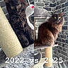 Nanao participe au concours pour gagner de l'argent avec cette photo : adult_cat, animal, black_fur, brick_wall, cat, cat_tree, comparison, cozy, cute, feline, fluffy, fur, gray, growth, indoor, kitten, pet, scratching_post, side_by_side, yellow_eyes