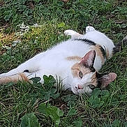 Delilah is registered to the contest to win money with this photo: animal, calico, cat, closeup, daylight, ears, fur, grass, green, ground, leaf, lying_down, mammal, nature, outdoor, pet, relaxed, resting, sunlight, whiskers