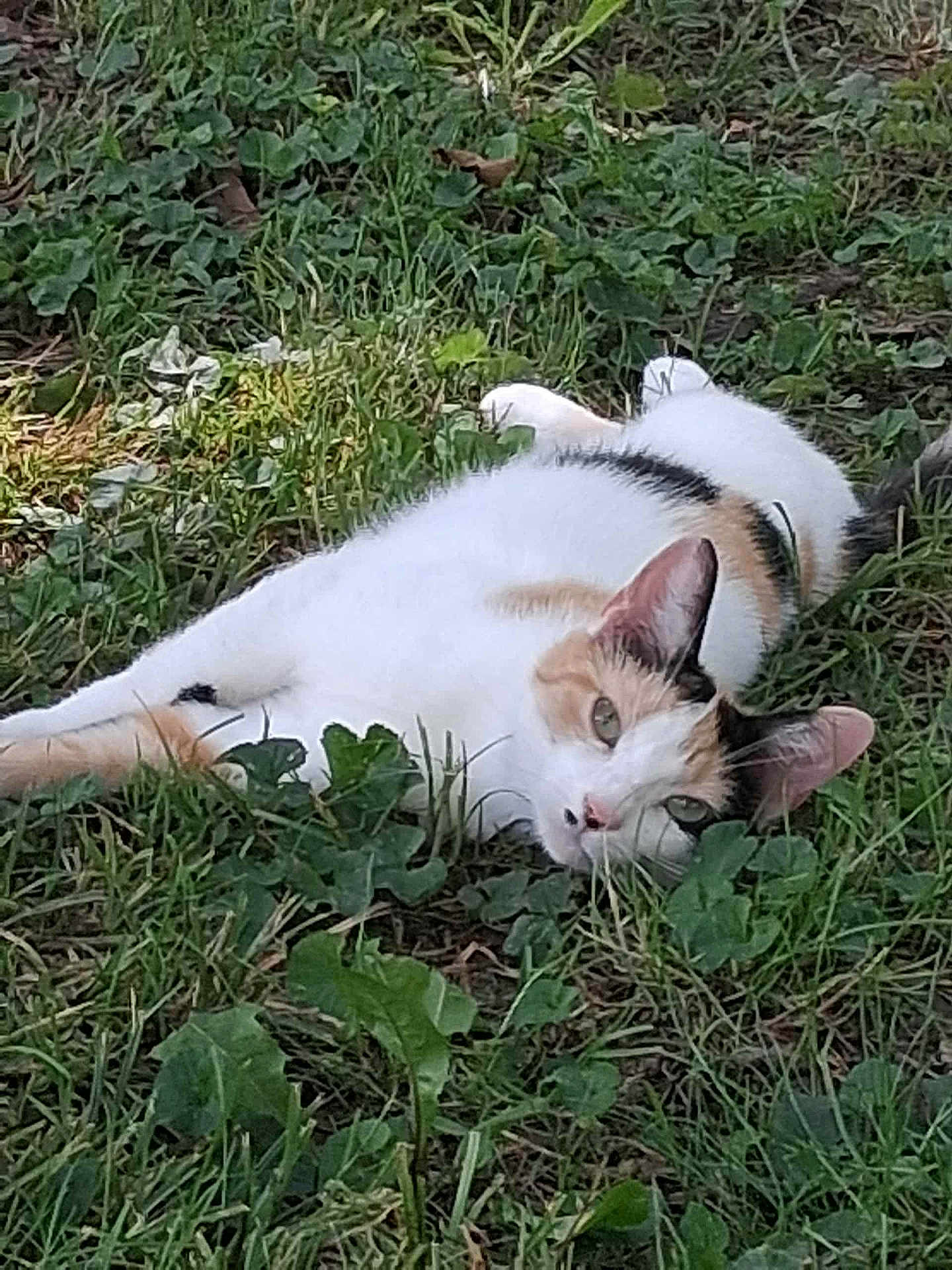 Delilah is registered to the contest to win money with this photo: animal, calico, cat, closeup, daylight, ears, fur, grass, green, ground, leaf, lying_down, mammal, nature, outdoor, pet, relaxed, resting, sunlight, whiskers