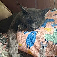 Sativa is registered to the contest to win money with this photo: cat, sleeping, gray_cat, paw, blanket, colorful_blanket, animal_pattern, cozy, indoor, resting, wood_panel, soft_texture, cute, pet, feline, relaxed, close_up, comfort, napping, domestic_cat