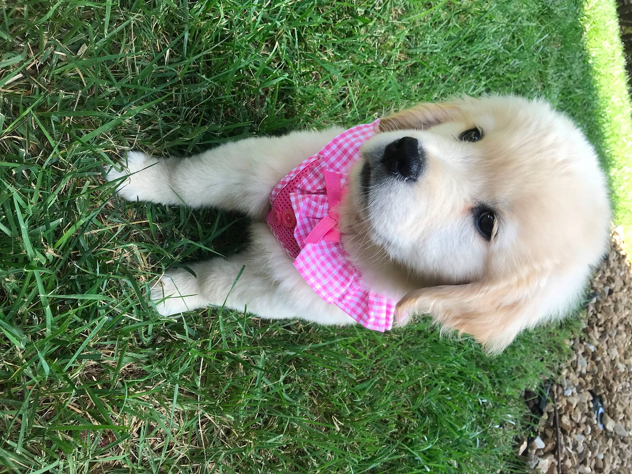 Shelby Rose joined the competition — help win amazing prizes! canidae, carnivore, collar, companion_dog, dog, dog_breed, dog_collar, dog_supply, eye, fawn, fur, grass, pet_supply, plant, puppy, snout, sporting_group, tail, terrestrial_animal, whiskers