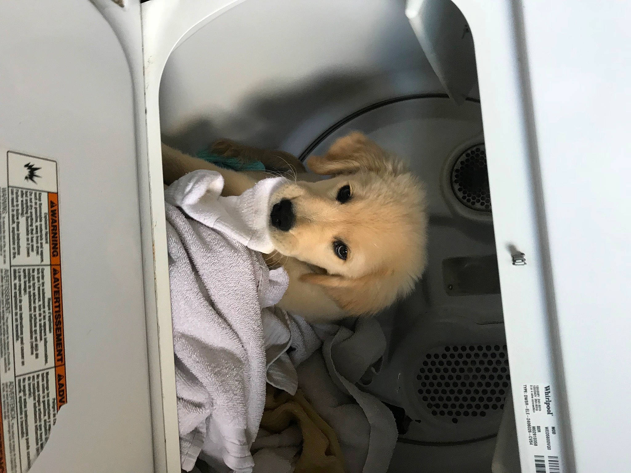 Shelby Rose is registered to the contest to win money with this photo: automotive_design, automotive_exterior, canidae, car, car_seat, carnivore, companion_dog, dog, dog_breed, family_car, fur, jaw, motor_vehicle, picture_frame, samoyed, snout, sporting_group, stuffed_toy, toy, vehicle_door