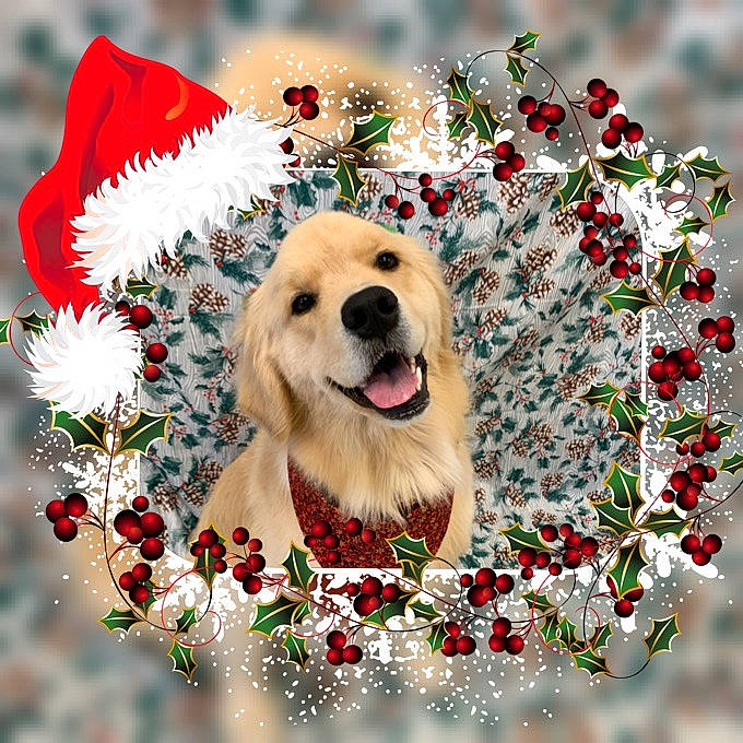 Shelby Rose is registered to the contest to win money with this photo: adaptation, art, beauty, botany, branch, carnivore, companion_dog, dishware, dog, dog_breed, flower, font, grass, happy, organism, people_in_nature, petal, plant, rectangle, serveware