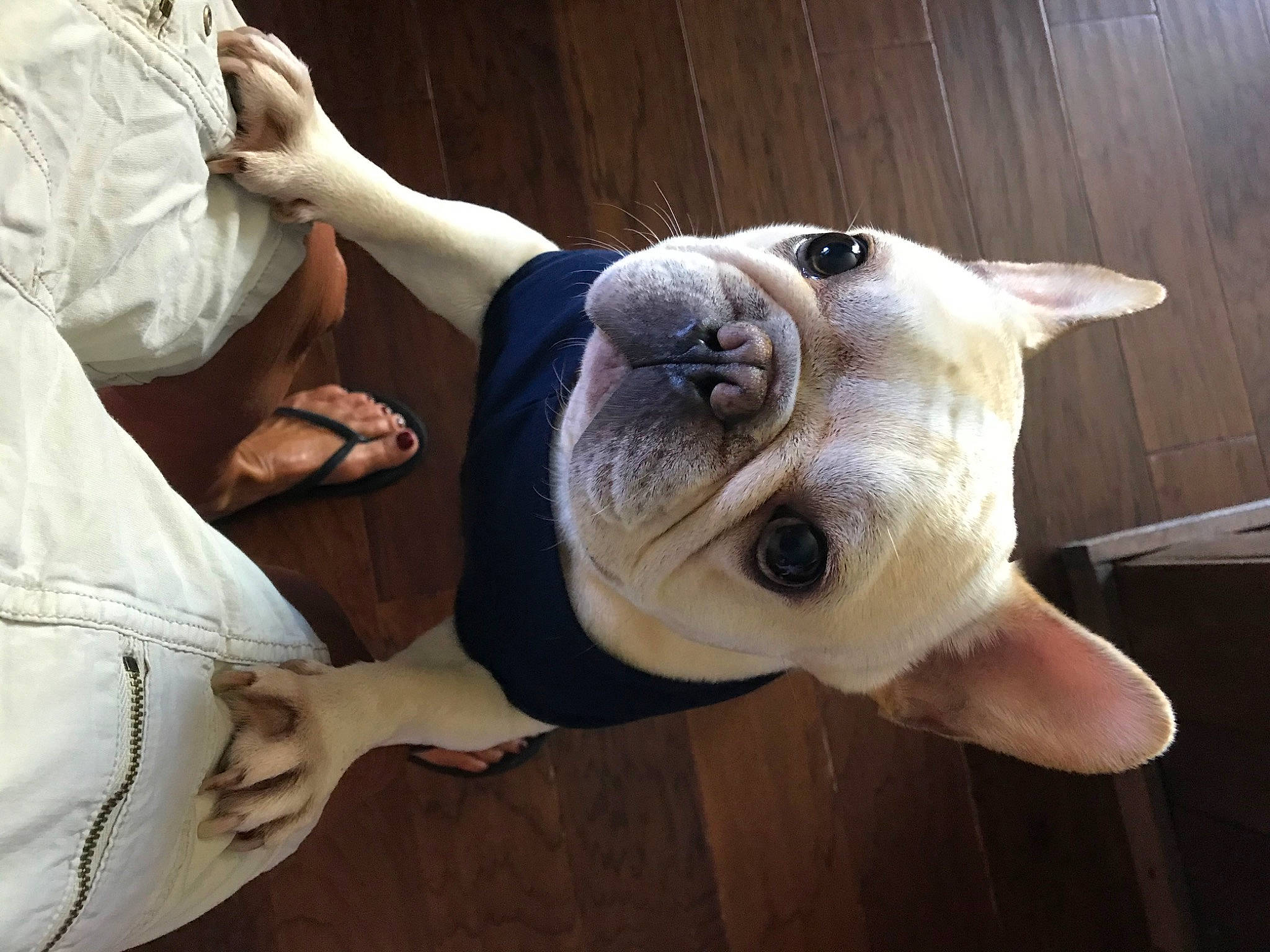 Guss is registered to the contest to win money with this photo: carnivore, collar, comfort, companion_dog, dog, dog_breed, dog_collar, ear, elbow, fawn, gesture, hand, head, molosser, tail, toy, whiskers, wood, working_animal, wrinkle