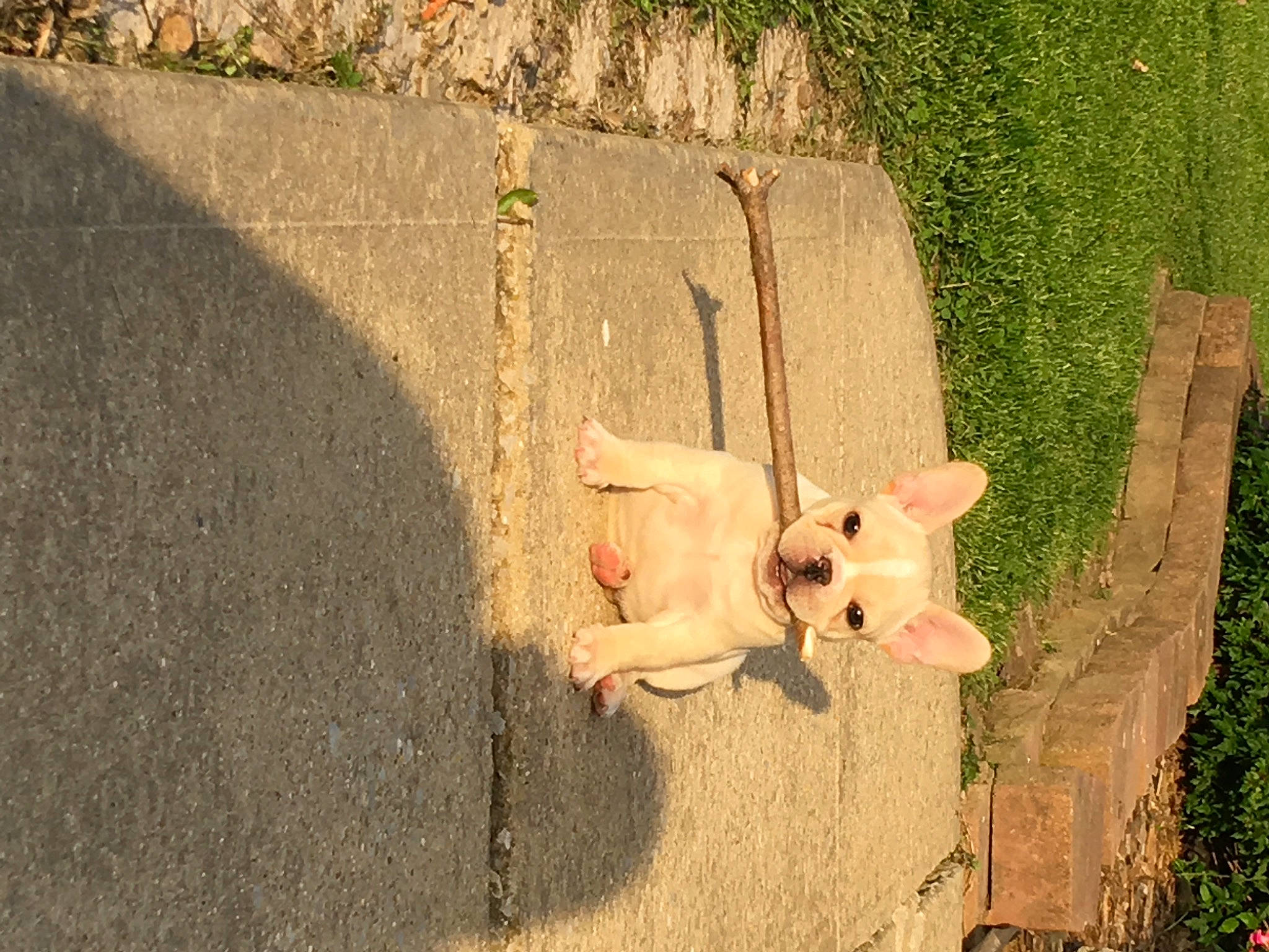 Guss is registered to the contest to win money with this photo: carnivore, chair, companion_dog, dog, dog_breed, dress, eye, fawn, flooring, grass, happy, people_in_nature, plant, road_surface, sidewalk, snout, tail, toy, tree, wood
