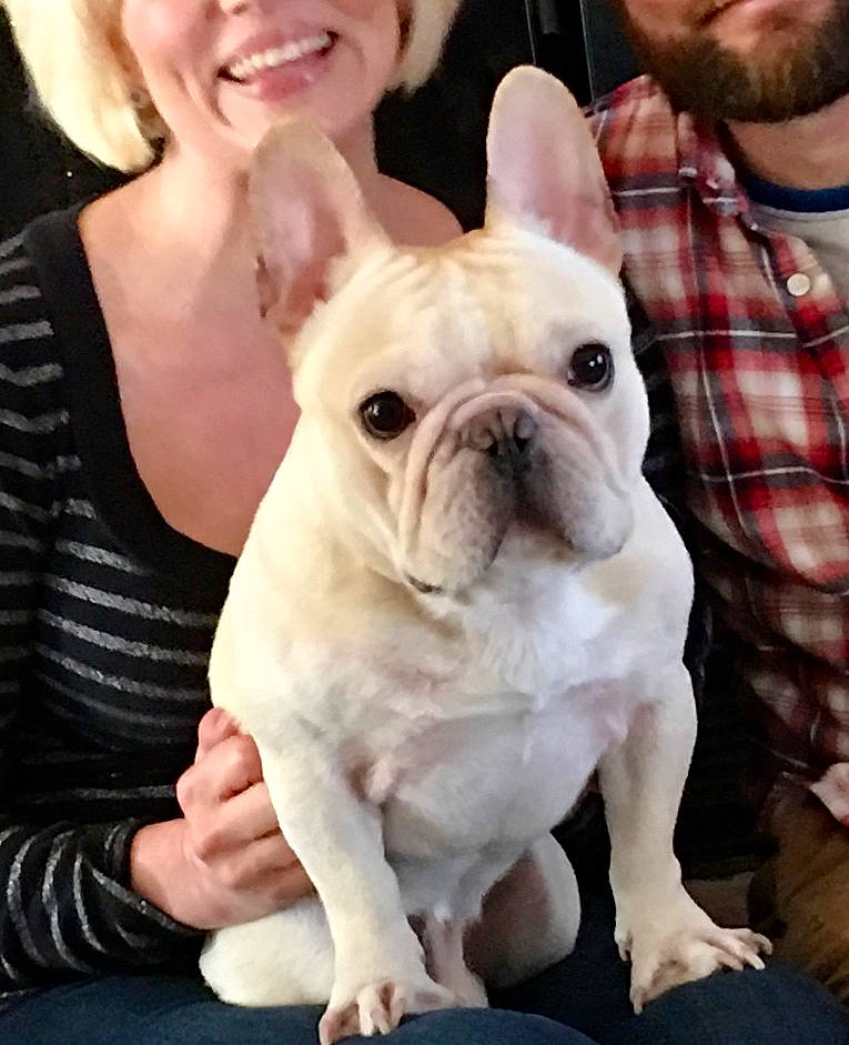 Guss is registered to the contest to win money with this photo: bulldog, canidae, carnivore, comfort, companion_dog, dog, dog_breed, ear, fawn, happy, plaid, smile, snout, sporting_group, tartan, terrestrial_animal, toy_dog, white, working_animal, wrinkle