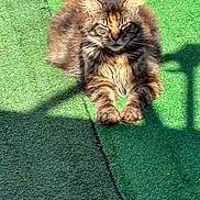 Nala participe au concours pour gagner de l'argent avec cette photo : animal, cat, closeup, cute, daylight, feline, fluffy, fur, green_surface, nature, outdoor, paws, pet, relaxing, resting, shadow, sleepy, sunlight, tabby, whiskers