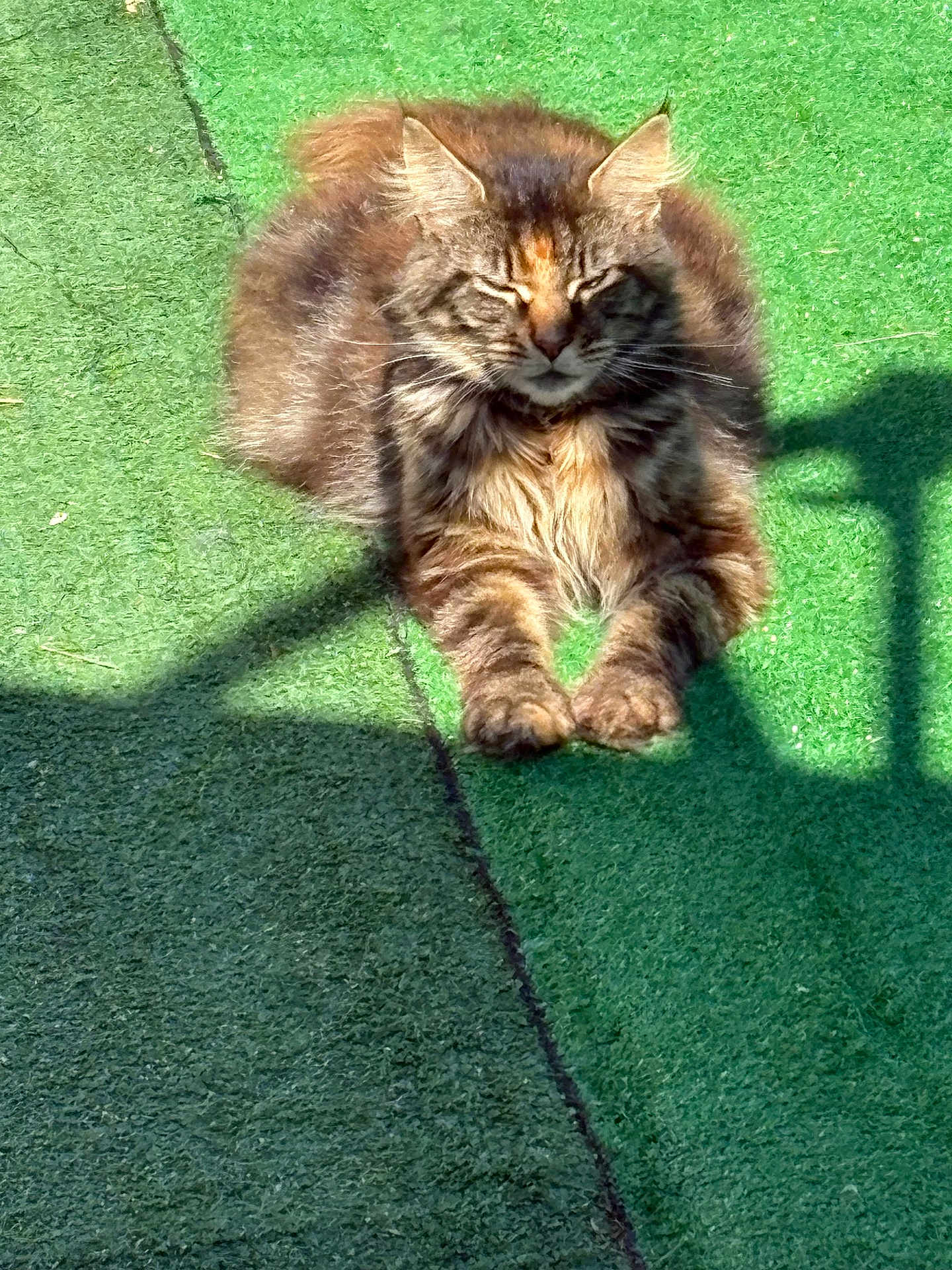Nala