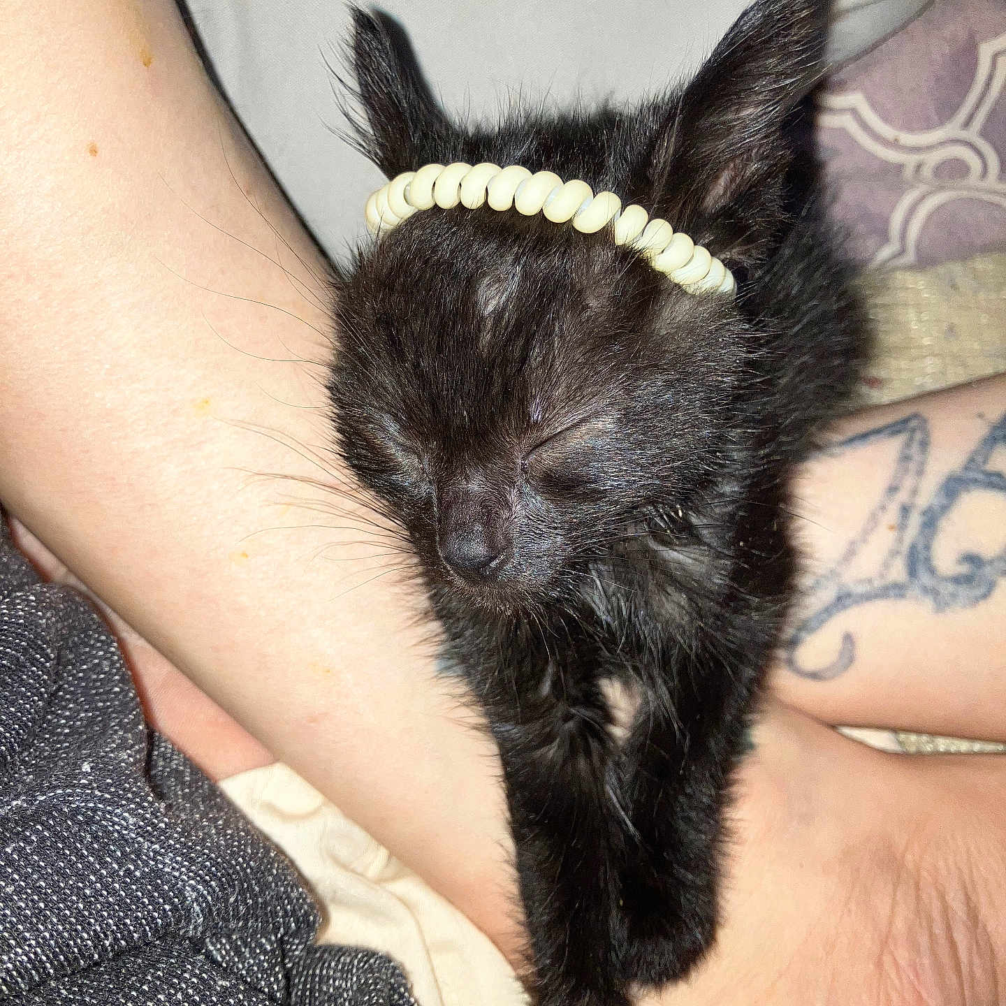 Toby is registered to the contest to win money with this photo: accessories, animal, ankle, anklet, arm, baby, blackcat, bodypart, bracelet, cat, hand, jewelry, kitten, manx, person, pet, skin, strap, tattoo, wrist