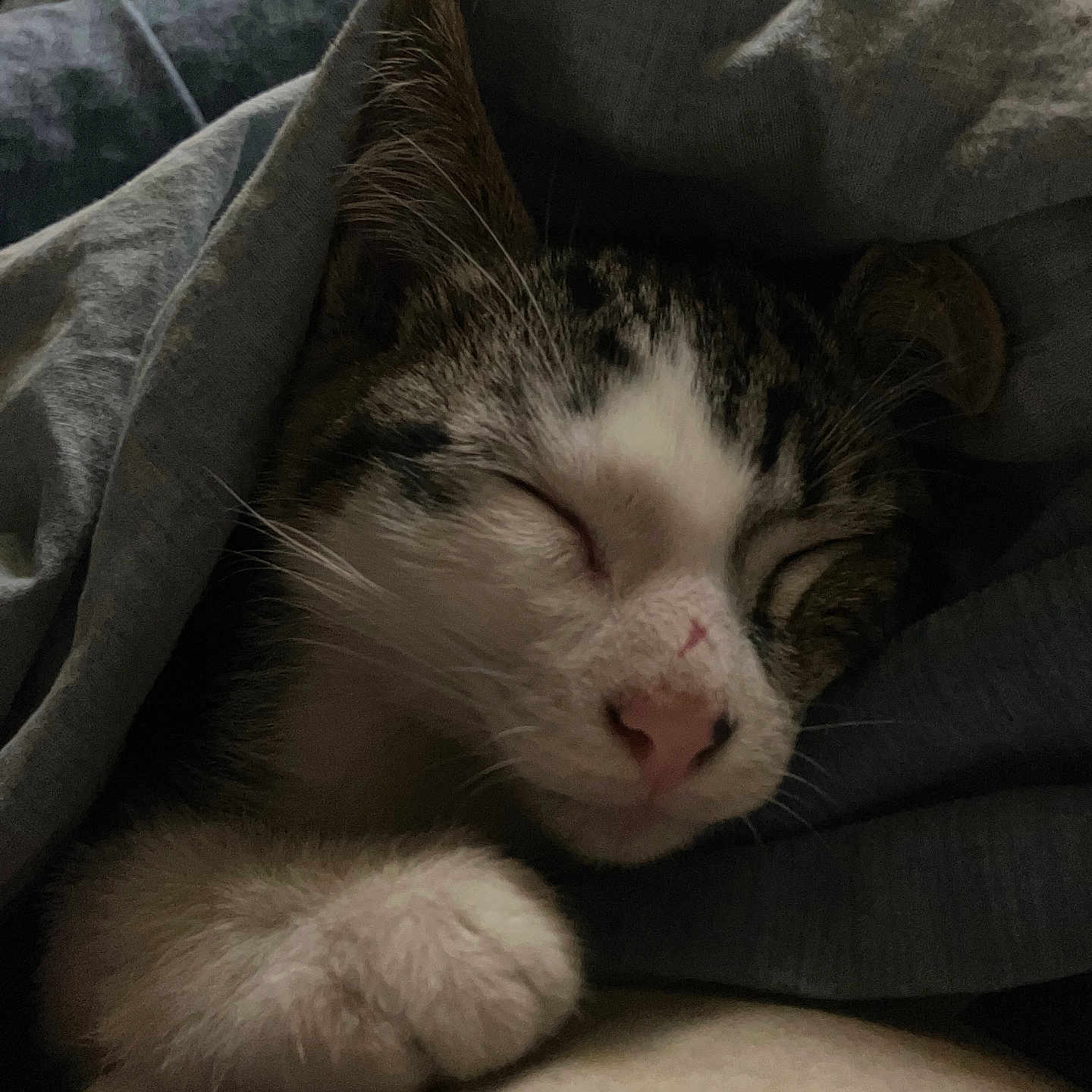 Thaville joined the competition — help win amazing prizes! abyssinian, animal, bed, blanket, cat, couch, cushion, furniture, homedecor, kitten, linen, manx, person, pet, quilt, sleeping