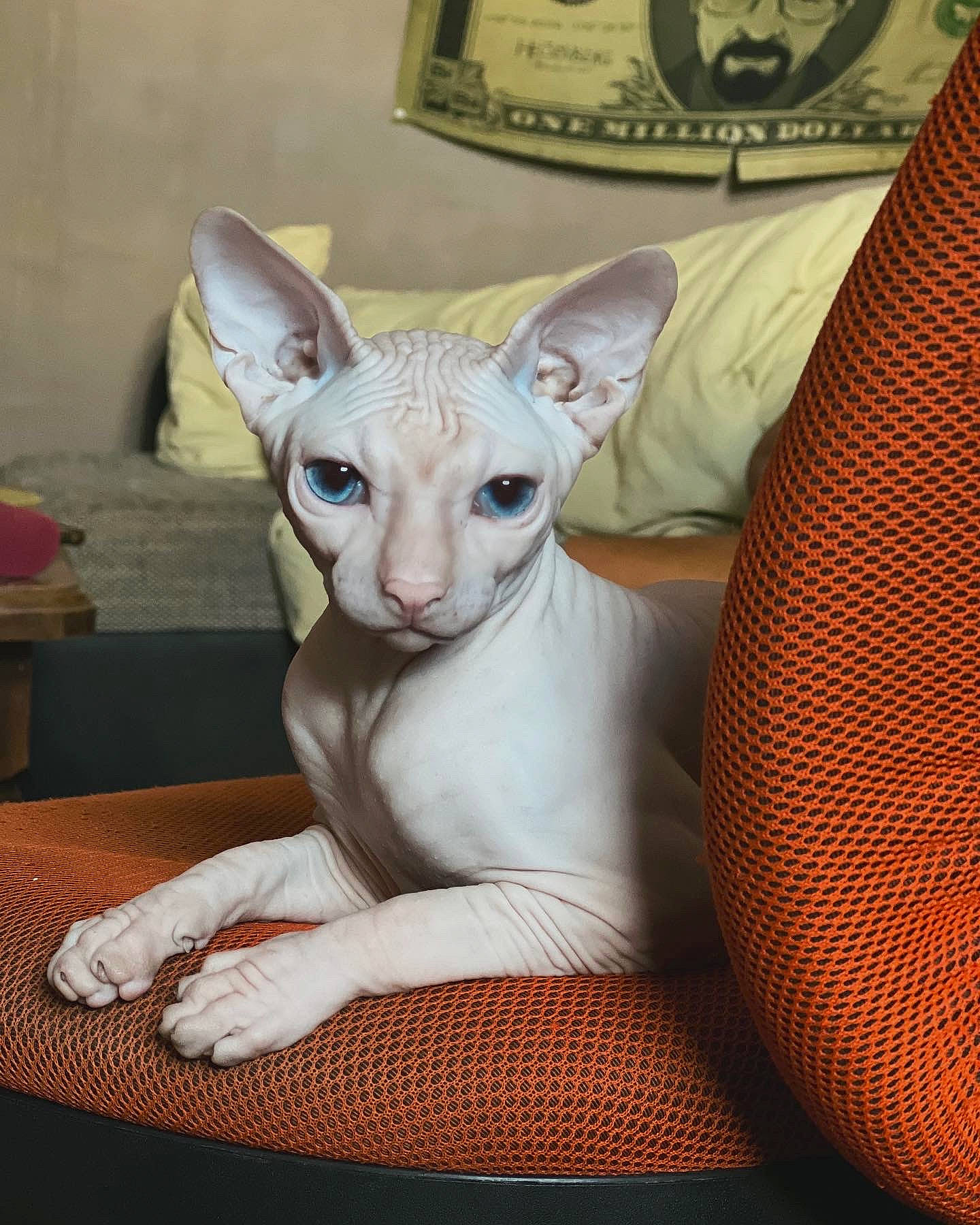 Absolem a rejoint le concours — aidez-le/la à gagner de superbes lots ! art, carnivore, cat, cat_supply, ceramic, comfort, creative_arts, donskoy, fawn, felidae, fur, paw, sculpture, serveware, small_to_medium_sized_cats, snout, sphynx, tail, terrestrial_animal, whiskers