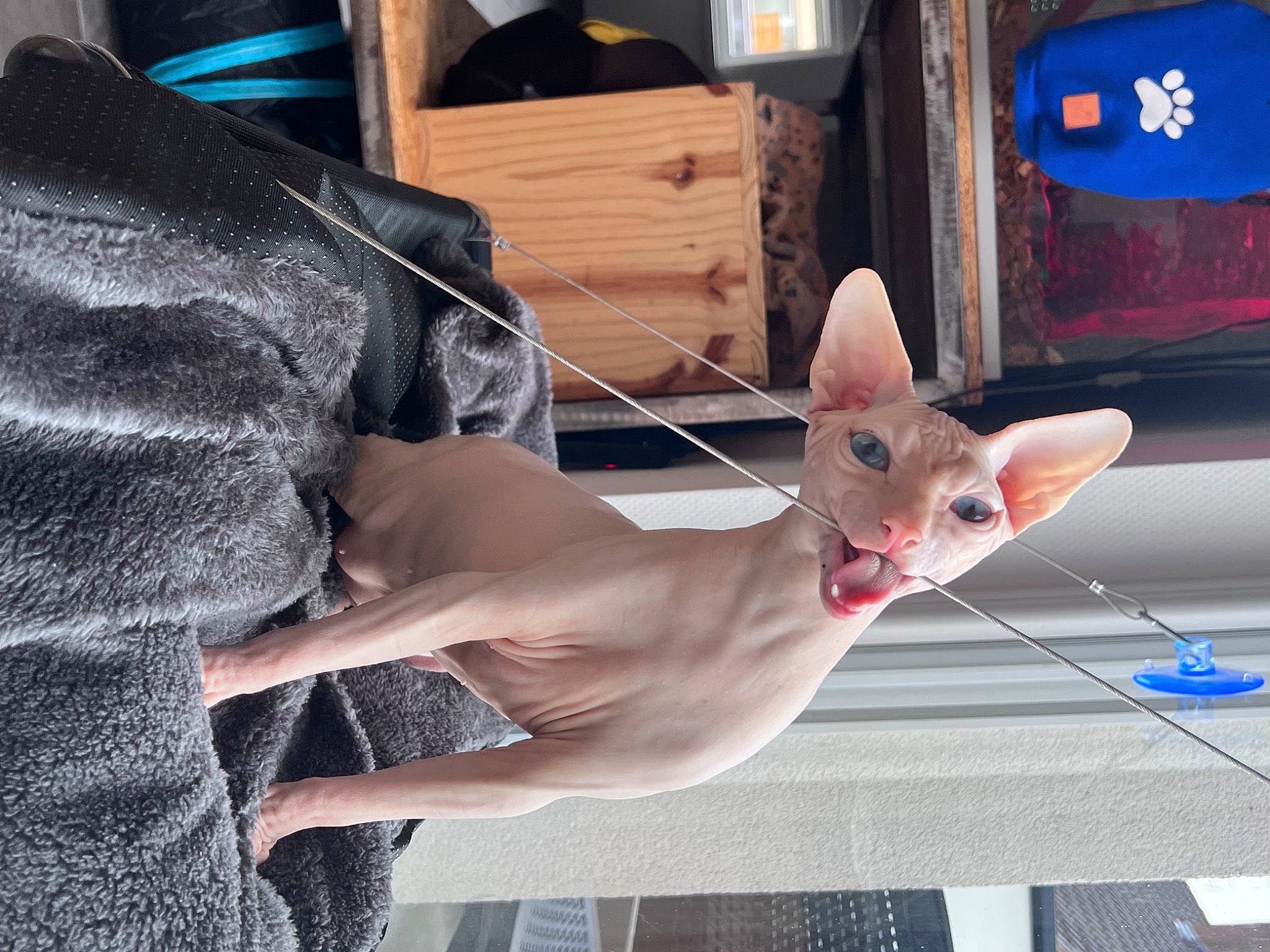 Absolem a rejoint le concours — aidez-le/la à gagner de superbes lots ! carnivore, cat, elbow, electric_blue, fawn, felidae, flesh, foot, fur, human_leg, nail, service, small_to_medium_sized_cats, snout, tail, thumb, whiskers