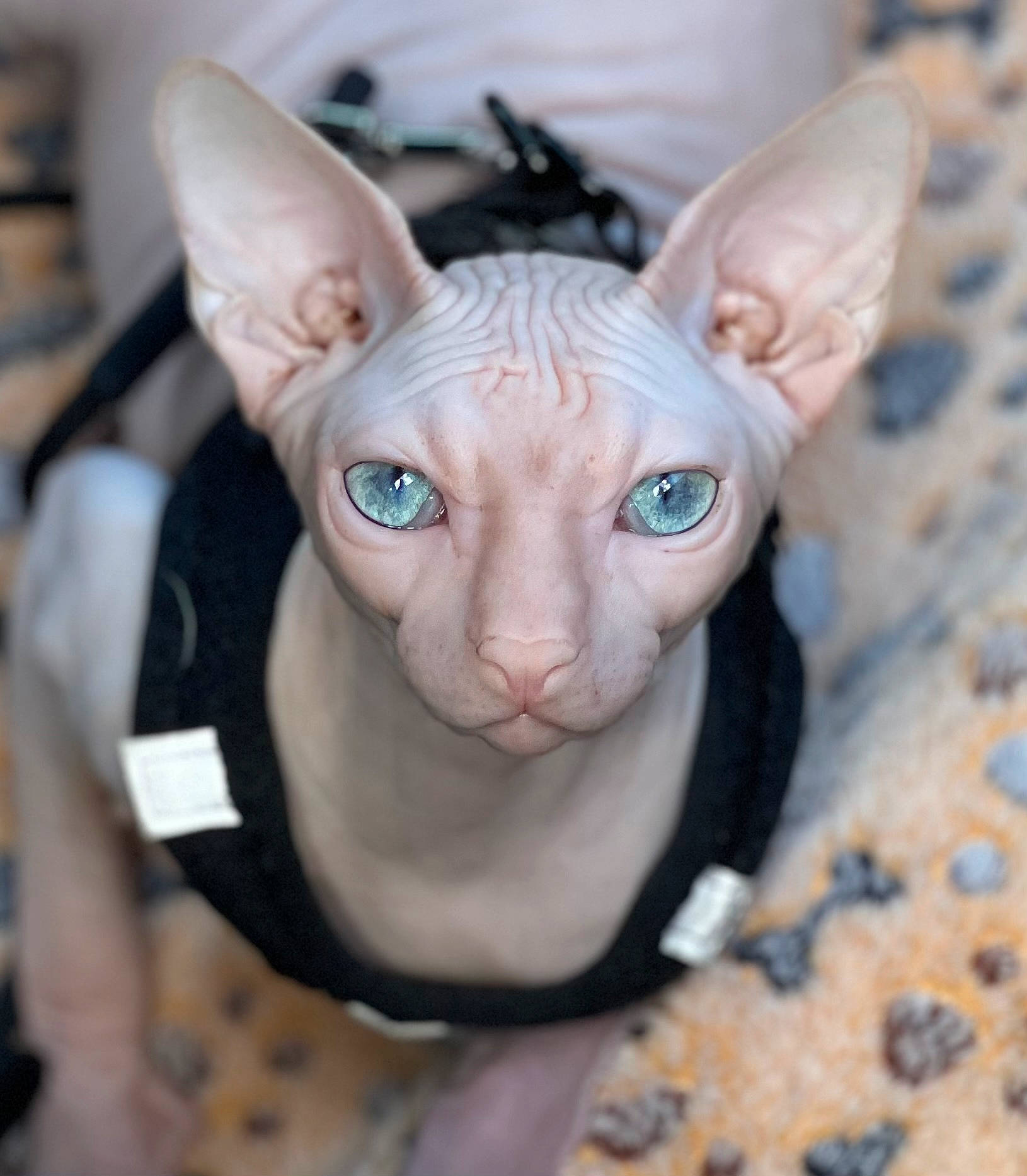 Absolem participe au concours pour gagner de l'argent avec cette photo : art, creative_arts, donskoy, ear, electric_blue, eyelash, fashion_accessory, fawn, fictional_character, fur, head, iris, nose, snout, tail, terrestrial_animal, toy, visual_arts, whiskers, working_animal