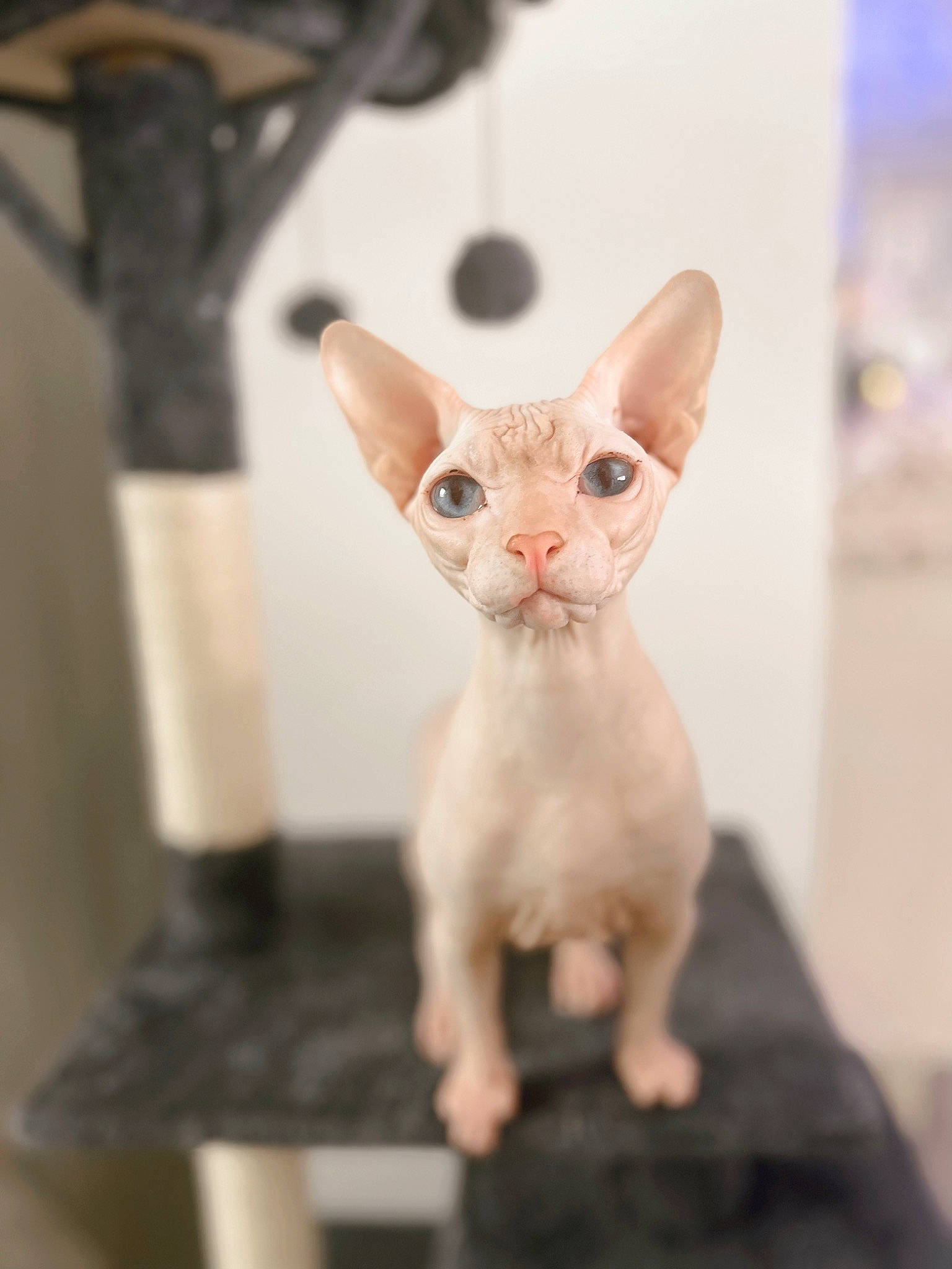 Absolem a rejoint le concours — aidez-le/la à gagner de superbes lots ! art, carnivore, cat, ceramic, devon_rex, domestic_short_haired_cat, donskoy, fawn, felidae, fur, pet_supply, rex_cat, small_to_medium_sized_cats, snout, sphynx, tail, terrestrial_animal, whiskers