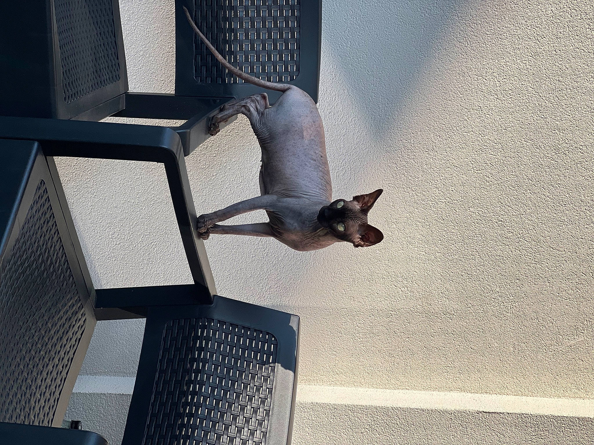 Aslaugh participe au concours pour gagner de l'argent avec cette photo : comfort, fawn, flooring, foot, grey, human_leg, leg, mesh, metal, room, shadow, snout, tail, wing, wood