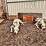 dalmatian, dog, dogs, spotted, canine, lying_down, resting, outdoor, gravel, yard, fence, shovel, wood, metal, construction, rusty, black_and_white, animal, pet, photography