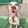 dog, dalmatian, pet, animal, face, portrait, sitting, smiling, happy, open_mouth, pink_nose, spotted_coat, black_and_white, outdoor, blanket, green_background, paws, teeth, tongue, close_up