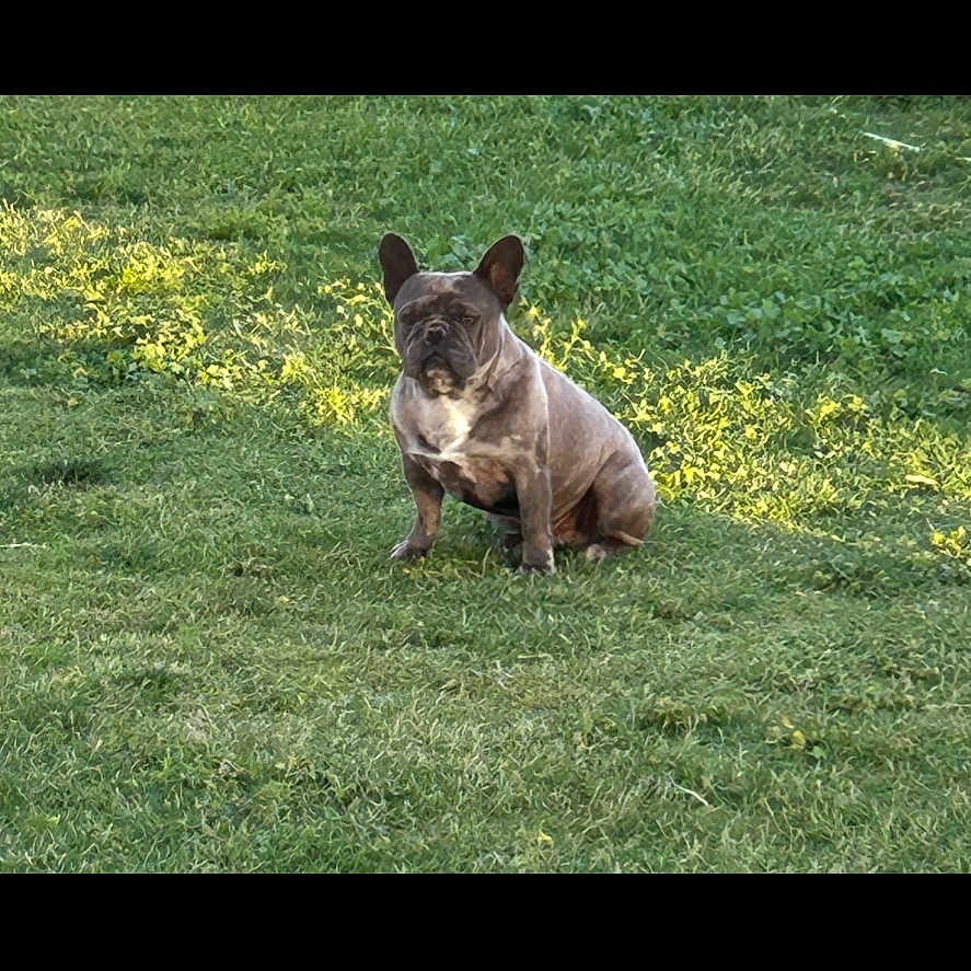 Shadow joined the competition — help win amazing prizes! adorable, alone, animal, canine, companion, cute, daylight, dog, ears, french_bulldog, fur, grass, green, mammal, nature, outdoor, pet, portrait, sitting, sunlight