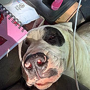 Anakin joined the competition — help win amazing prizes! animal, black_patches, bulldog, cable, close_up, desk, dog, eyes, face, funny, indoor, lying_down, nose, notebook, pet, portrait, sleeping, snout, white_fur, wrinkles