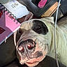 animal, black_patches, bulldog, cable, close_up, desk, dog, eyes, face, funny, indoor, lying_down, nose, notebook, pet, portrait, sleeping, snout, white_fur, wrinkles