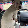 Anakin joined the competition — help win amazing prizes! automotive, black_eye_patch, canine, car, center_console, dashboard, dog, indoors, interior, large_dog, passenger_seat, pet, portrait, road_trip, short_fur, sitting, steering_wheel, vehicle, white_dog, windshield