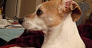 Miss Phee is registered to the contest to win money with this photo: animal, bedroom, blanket, canine, close_up, clothes, cozy, dog, furniture, household, indoor, papers, paw, pet, profile, resting, side_view, small_dog, tan_fur, white_fur
