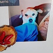 Miss Phee is registered to the contest to win money with this photo: animal, blanket, blue, closeup, couch, dog, eyes, face, fur, head, human, indoor, lying_down, nose, person, pet, portrait, relaxation, resting, snout