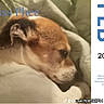 Phee Phee is registered to the contest to win money with this photo: animal, blanket, brown, calendar, closeup, companion, cozy, cute, dog, face, february, fur, indoor, pet, portrait, resting, sleeping, snuggling, text_overlay, white