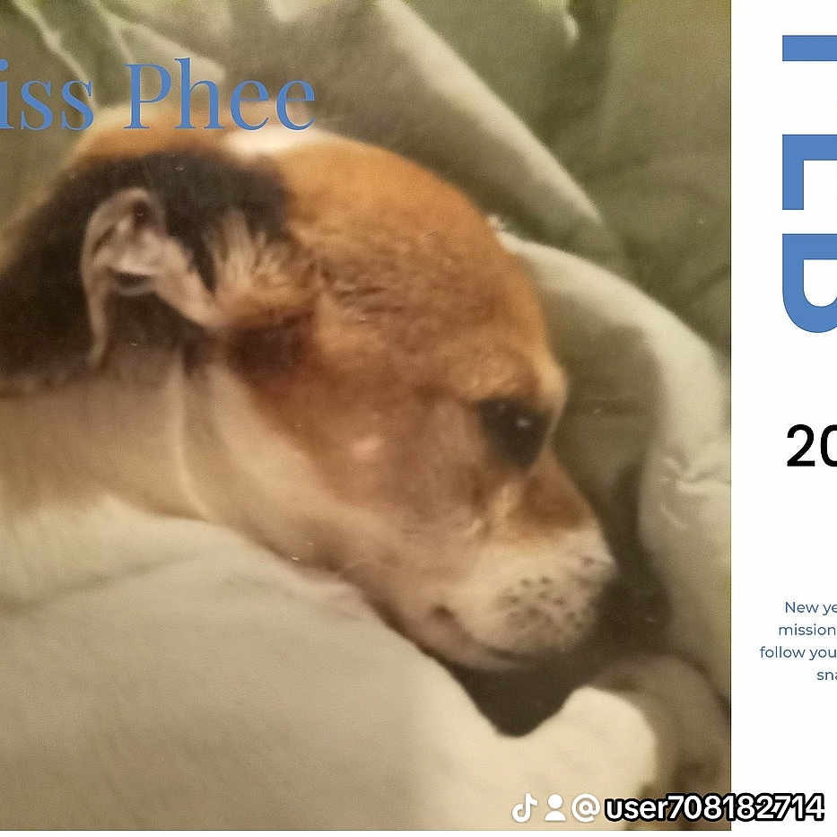 Phee Phee is registered to the contest to win money with this photo: animal, blanket, brown, calendar, closeup, companion, cozy, cute, dog, face, february, fur, indoor, pet, portrait, resting, sleeping, snuggling, text_overlay, white
