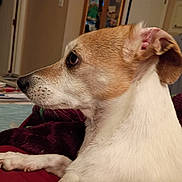Phee Phee joined the competition — help win amazing prizes! animal, background, bedroom, blanket, canine, cozy, dog, domestic, ears, focused, fur, household, indoor, paw, pet, profile, resting, small_dog, tan_fur, white_fur