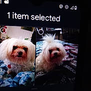 Lil Bud is registered to the contest to win money with this photo: animal, app_interface, bedspread, blanket, companion, cute, digital_screen, dog, fluffy_dog, fur, indoor, pet, phone_screen, photo_selection, red_tag, small_dog, technology, text_overlay, two_pictures, white_dog