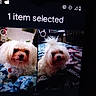 animal, app_interface, bedspread, blanket, companion, cute, digital_screen, dog, fluffy_dog, fur, indoor, pet, phone_screen, photo_selection, red_tag, small_dog, technology, text_overlay, two_pictures, white_dog