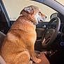 Boots is registered to the contest to win money with this photo: dog, car_interior, steering_wheel, seat, window, collar, pet, animal, driver_seat, furry, brown_fur, side_view, calm, domestic_animal, vehicle, door, dashboard, cup_holder, water_bottle, leather_seat