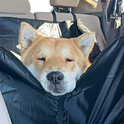 Boots is registered to the contest to win money with this photo: dog, car, seat, black_cover, resting, golden_fur, pet, transportation, animal, canine, relaxed, indoors, vehicle_interior, headrest, window, sunlight, fur, leisure, travel, companion