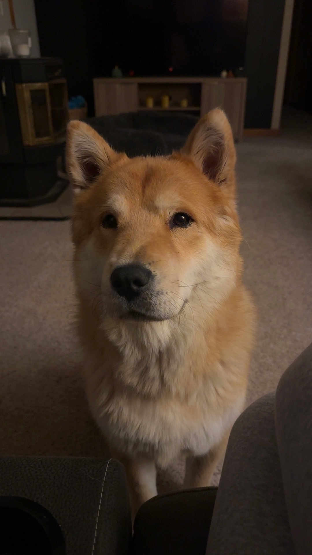 Boots joined the competition — help win amazing prizes! dog, indoor, carpet, fur, pet, canine, animal, ears, nose, face, portrait, looking, furniture, room, cozy, brown, cute, domestic, companion, friendly