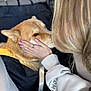 Boots is registered to the contest to win money with this photo: dog, person, hand, nails, car_interior, seat, golden_fur, affection, pet, closeup, caring, casual_clothing, sleeve, ring, gentle_touch, blonde_hair, window_light, seatbelt, comfort, animal