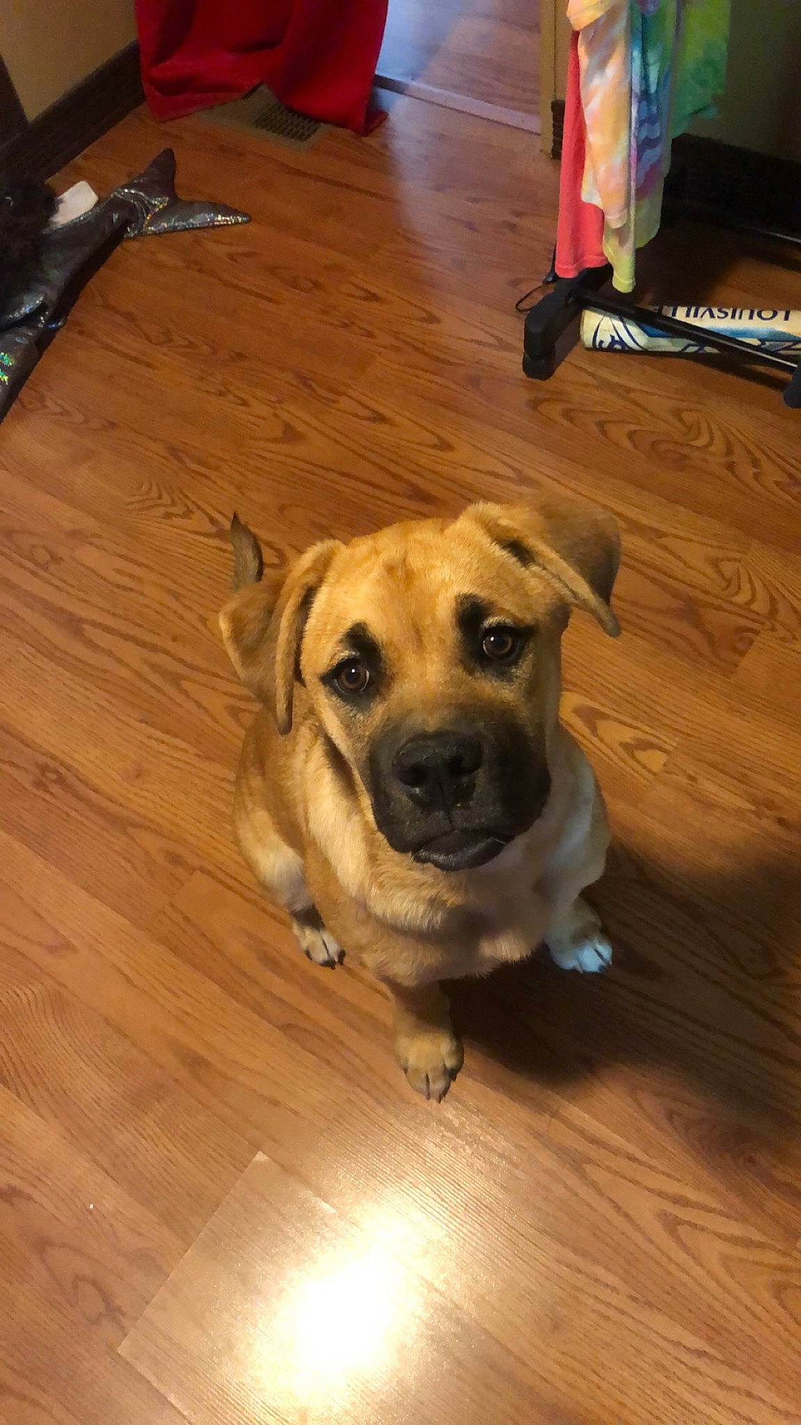 Meeka is registered to the contest to win money with this photo: carnivore, collar, companion_dog, dog, dog_breed, dog_collar, fawn, floor, flooring, hardwood, laminate_flooring, pet_supply, plank, snout, varnish, whiskers, wood, wood_flooring, wood_stain, working_animal