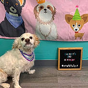 Cagney is registered to the contest to win money with this photo: beads, birthday, canine, cartoon_banner, celebration, dog, festive, indoor, letter_board, looking_up, party, party_decor, party_hat, pet_portrait, sign, sitting, studio, teal_wall, white_dog, wooden_floor