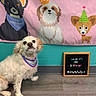 beads, birthday, canine, cartoon_banner, celebration, dog, festive, indoor, letter_board, looking_up, party, party_decor, party_hat, pet_portrait, sign, sitting, studio, teal_wall, white_dog, wooden_floor