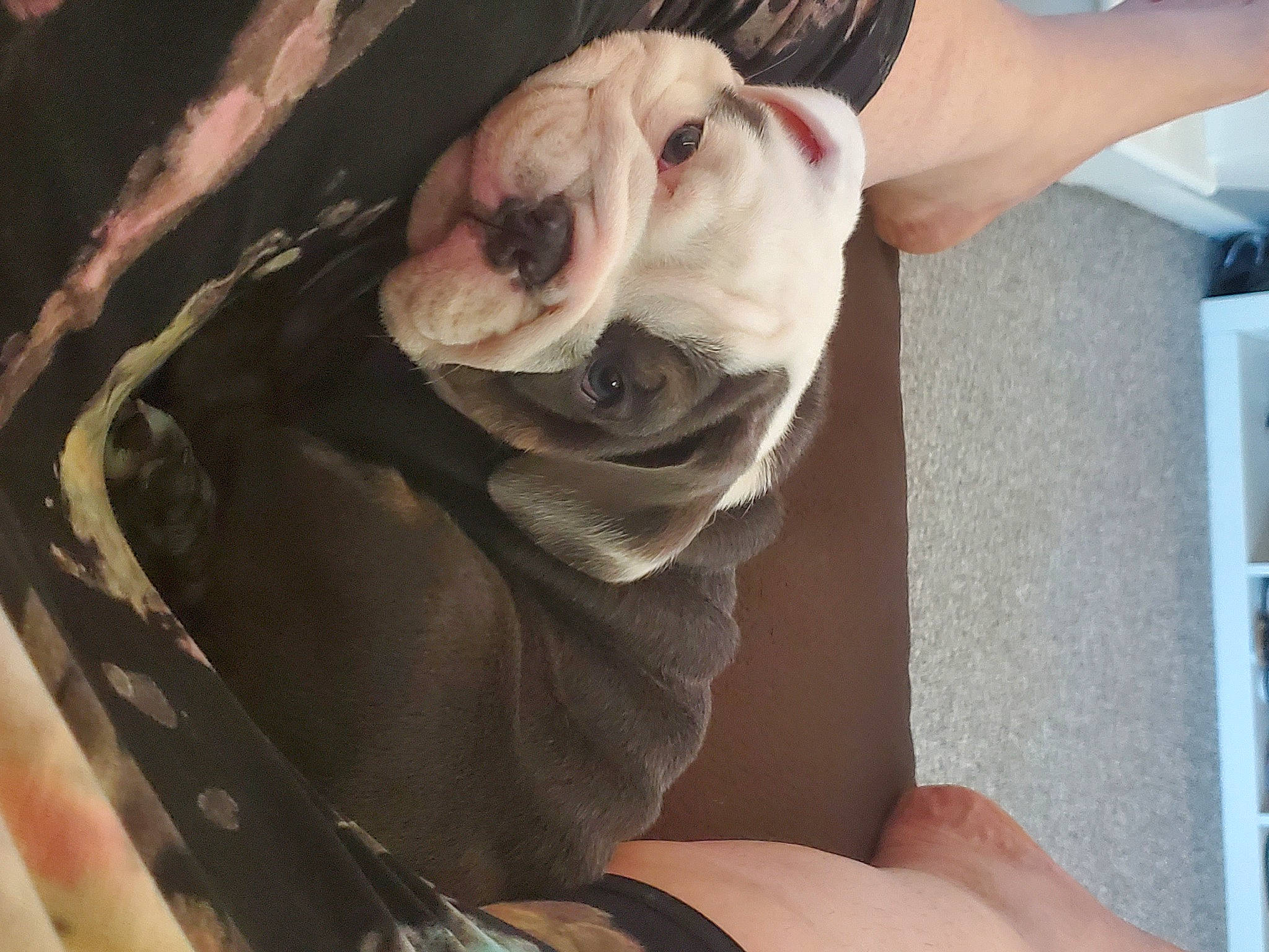 Chop joined the competition — help win amazing prizes! bulldog, canidae, carnivore, comfort, companion_dog, dog, dog_breed, elbow, fawn, nail, sleeve, snout, sporting_group, sunglasses, toy_dog, whiskers, white_english_bulldog, wood, working_animal, wrinkle