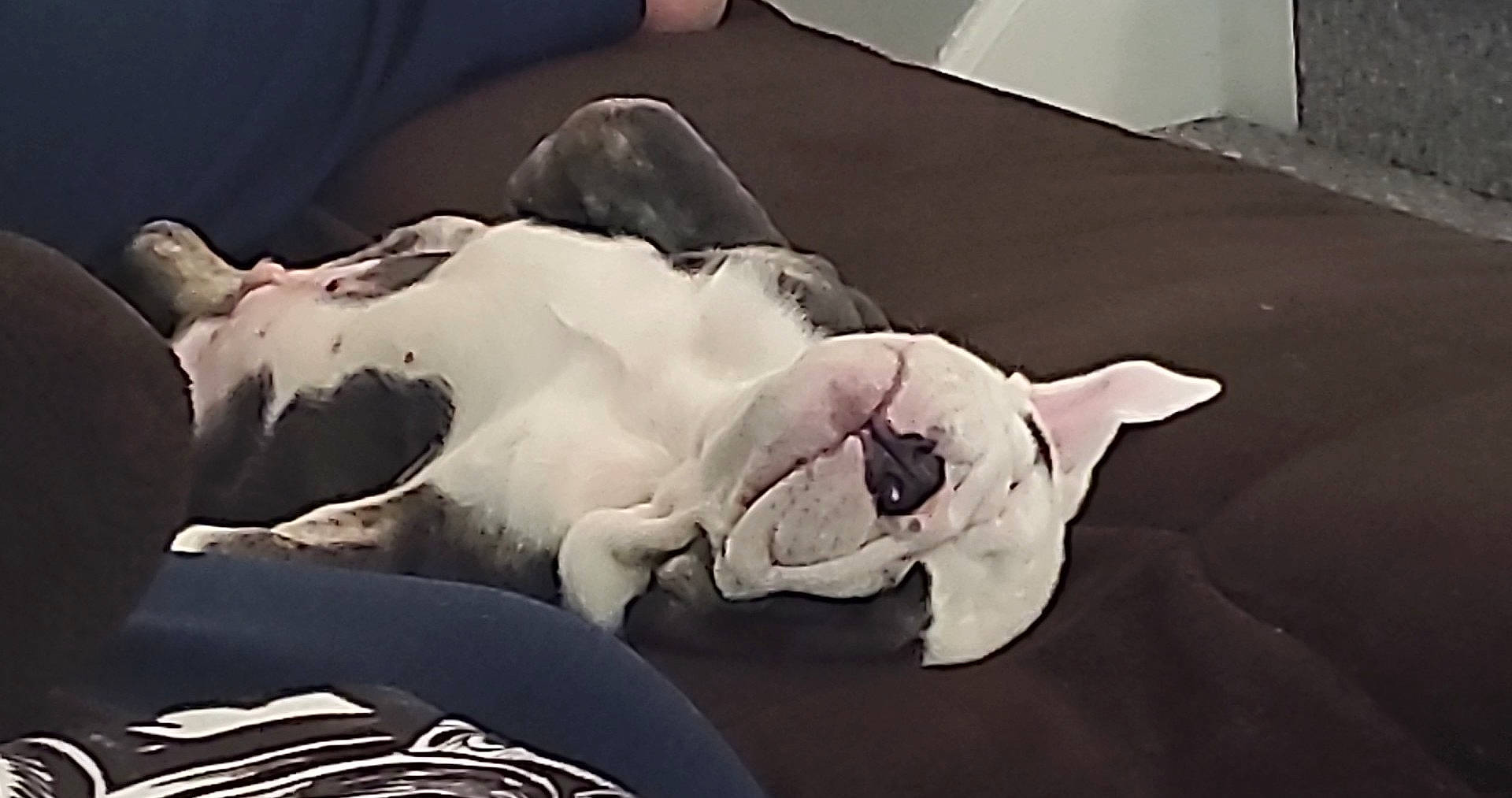 Chop joined the competition — help win amazing prizes! bed, bed_sheet, bedding, canidae, comfort, companion_dog, dog_breed, fawn, felidae, fur, grey, linens, mammal, monochrome_photography, nap, paw, room, small_to_medium_sized_cats, snout, sporting_group