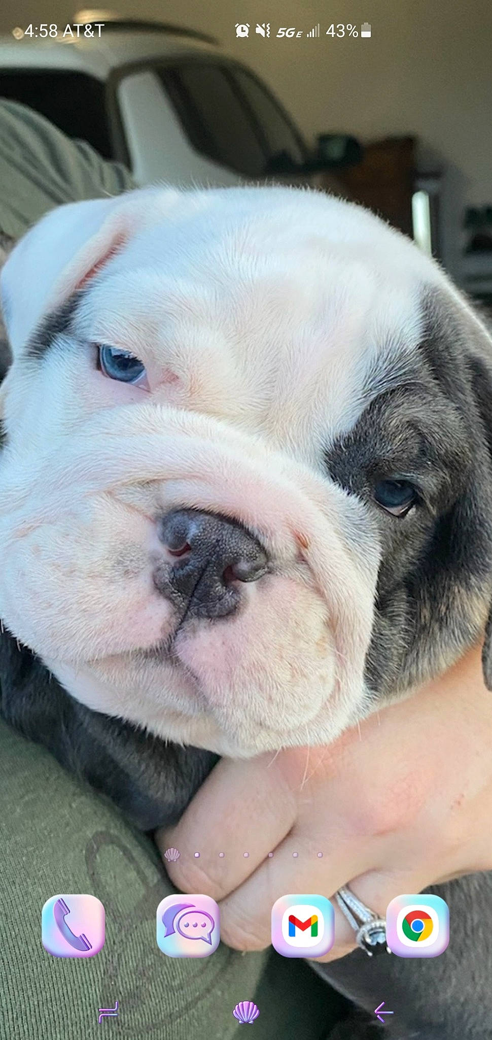 Chop joined the competition — help win amazing prizes! bulldog, canidae, carnivore, close_up, comfort, companion_dog, dog, dog_breed, ear, eye, fawn, fur, molosser, snout, sporting_group, terrestrial_animal, whiskers, working_animal, working_dog, wrinkle