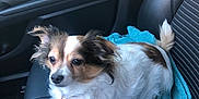 Fatty is registered to the contest to win money with this photo: animal, brown_fur, canine, car_interior, car_seat, companion, cute, daylight, dog, domestic_animal, fur, leather_seat, pet, relaxed, seatbelt, sitting, small_dog, towel, white_fur, window
