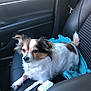 Fatty is registered to the contest to win money with this photo: dog, small_dog, white_fur, brown_fur, car_interior, car_seat, leather_seat, towel, pet, animal, relaxed, sitting, companion, domestic_animal, seatbelt, window, daylight, fur, cute, canine