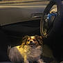 dog, car_interior, steering_wheel, dashboard, seat, pet, fluffy, smiling, happy, canine, indoor, vehicle, parking_lot, window, seatbelt, front_passenger_seat, animal, fur, night, lighting